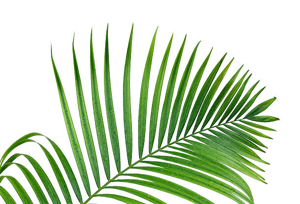 istock Leaves of palm tree 155743550