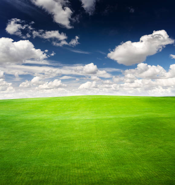 istock Landscape with green grass field under a blue sky 1557437704
