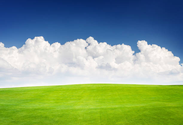 istock Landscape with green grass field under a blue sky 1557448361