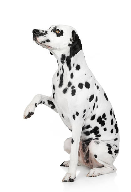 istock Dalmatian dog gives paw 155745111