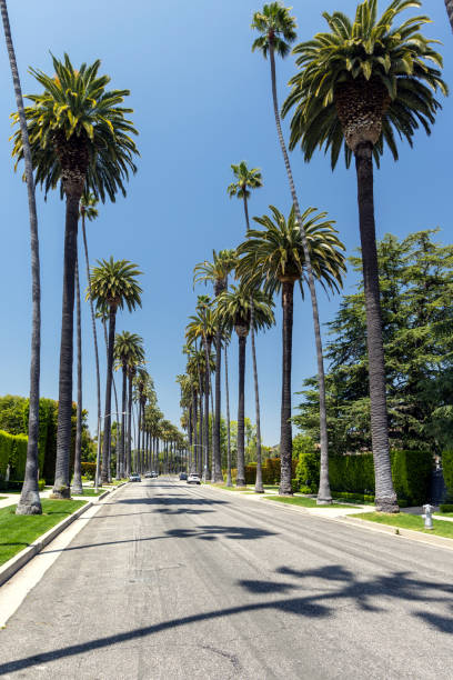 istock Beverly Hills drive lined with tall and majestic palm trees 1557451673