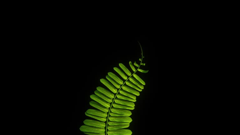 A time lapse of a fern plant growing concept with alpha map on black background