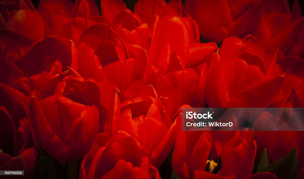 Rojo ramo de tulipanes - Foto de stock de Amor - Sentimiento libre de derechos