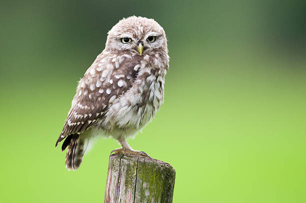 Little Owl stock photo