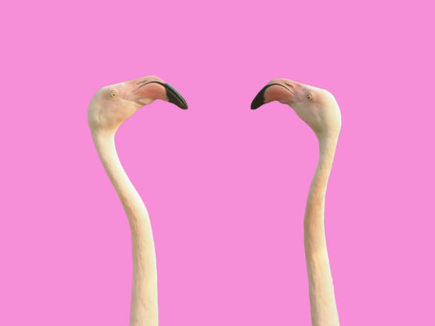 istock Isolated flamingo heads 1557457534