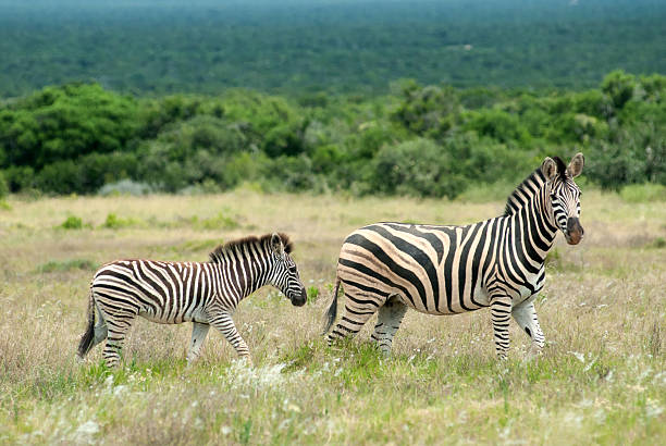 Burchell Zebra stock photo