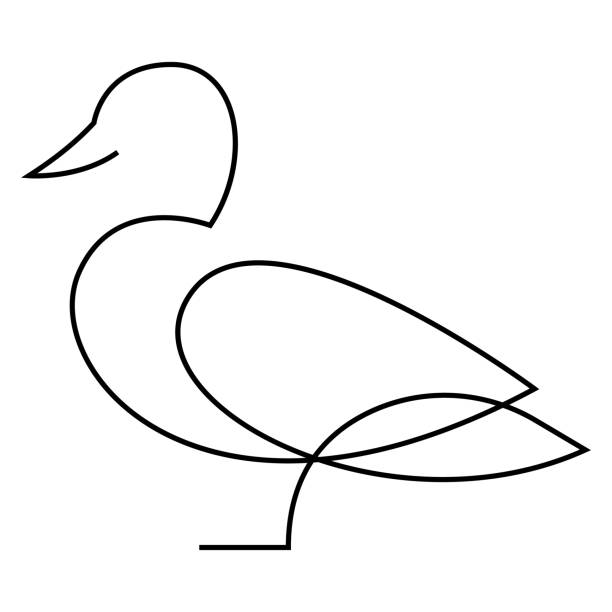 illustrations, cliparts, dessins animés et icônes de silhouette de canard à une ligne. illustration vectorielle de style minimalisme dessinée à la main. - oiseau aquatique