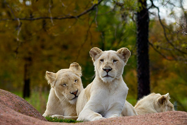 istock Pride of  white lions 155746158