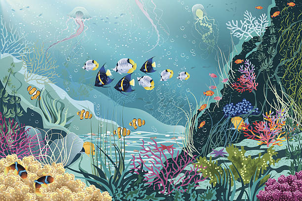 illustrazioni stock, clip art, cartoni animati e icone di tendenza di sea life - beauty in nature coral angelfish fish