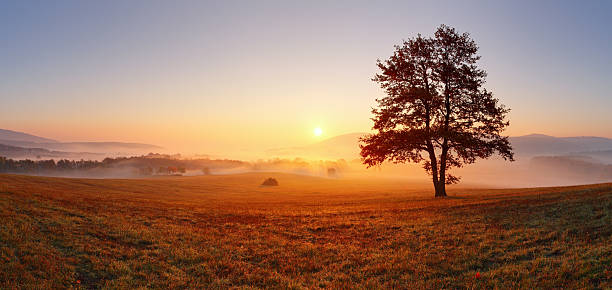 Backlit Tree in Morning Mist on Meadow at Sunrise
