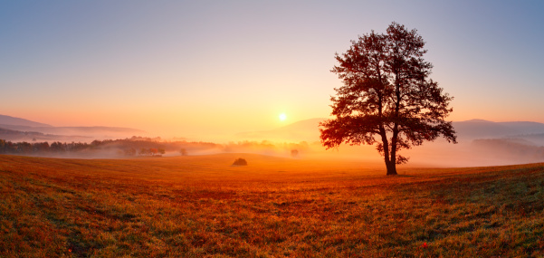 Backlit Tree in Morning Mist on Meadow at Sunrise