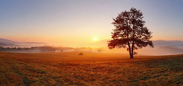 Backlit Tree in Morning Mist on Meadow at Sunrise