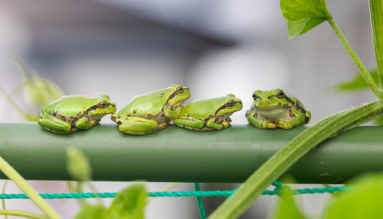A close up of a group of little green frogs on a plant trellis in a garden. Three frogs all seem to be looking at the front frog.