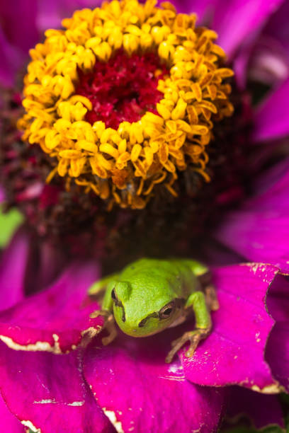 istock Little green frog on a purple flower 1557480907