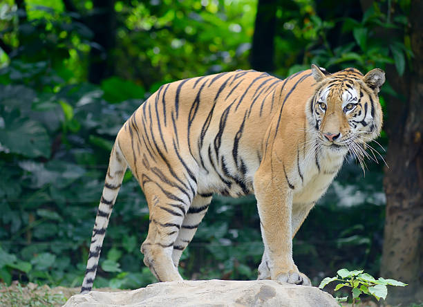 istock tiger in its natural habitat 155748734