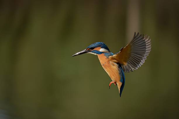 istock common kingfisher bird soaring through the sky, its wings spread wide as it soars gracefully 1557489142