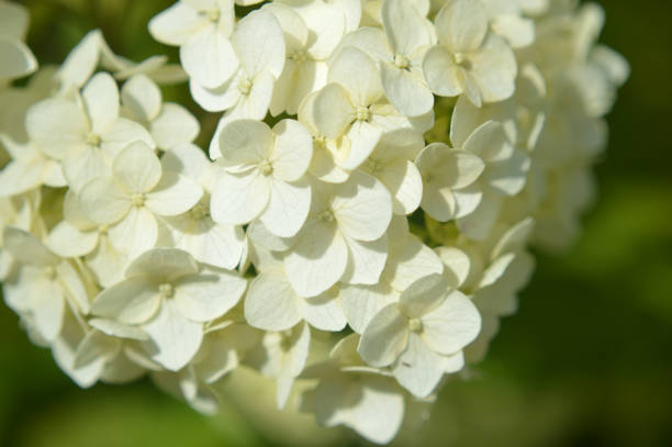 istock Closeup of white hydrangea flowers 1557491112