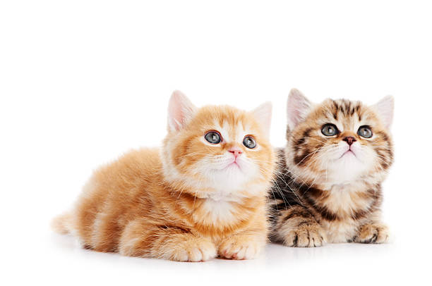 istock little british shorthair kittens cat 155749330