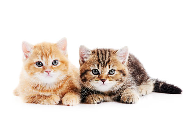 istock little british shorthair kittens cat 155749338