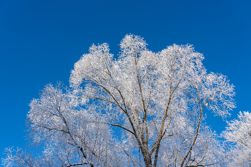 Leafless trees wrapped in snow in winter.