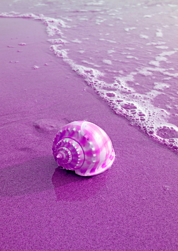 Pop Art Style Purple Colored Scotch Bonnet Sea Shell Isolated on Wet Sand Beach