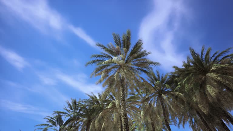 Looking up at palm trees at Surfers Paradise