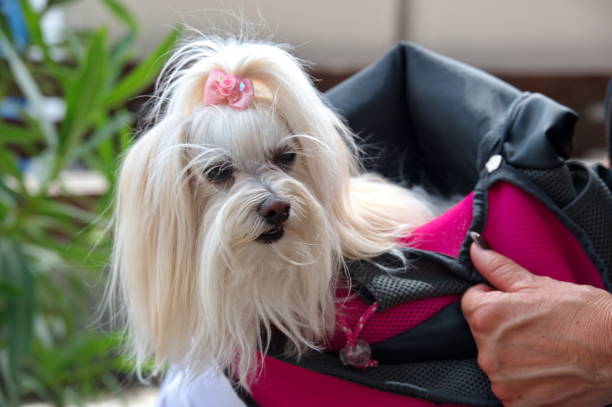istock Cute Maltese puppy in a bag 1557531347