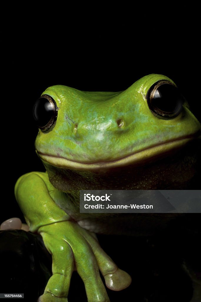 Neugierig tree frog - Lizenzfrei Australien Stock-Foto