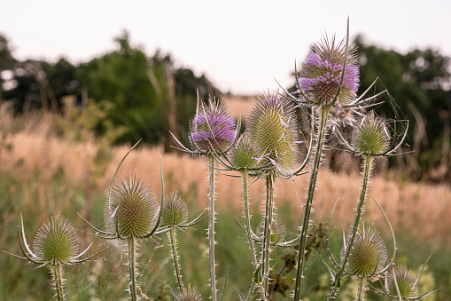 Flowering thistle. Photograph of a dispacus plant blooming in a field at sunset. Flowers of Dipsacus laciniatus