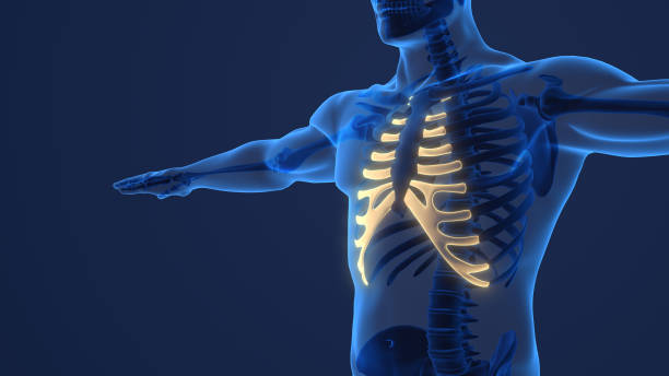Flexible spine image. An x-ray spine image made to investigate diseases that cause discomfort such as herniated discs, scoliosis and sciatica by bending in various positions. / You can see the animation movie of this image from my iStock video portfolio. Video number: 2190031227