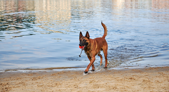 Belgian Shepherd Malinois dog coming out of a river