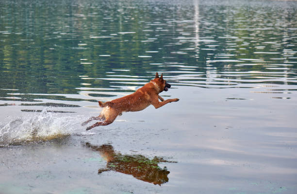 istock Belgian Shepherd Malinois dog jumping in the river 1557557710