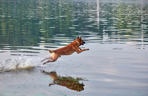 Belgian Shepherd Malinois dog jumping in the river