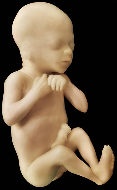 istock Premature Human Fetus 155755776