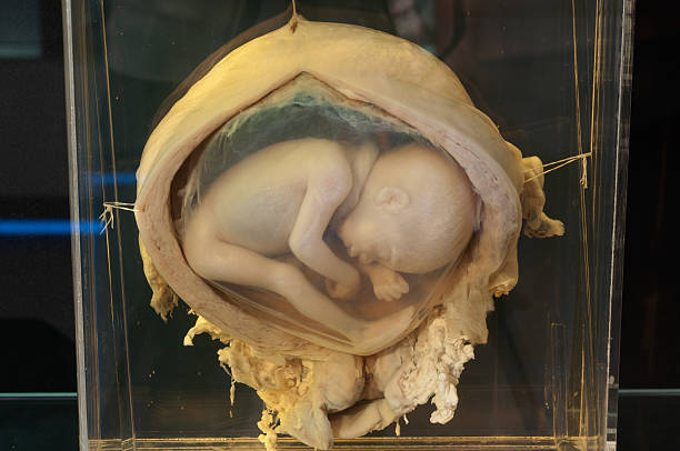 symbolic representation of birth