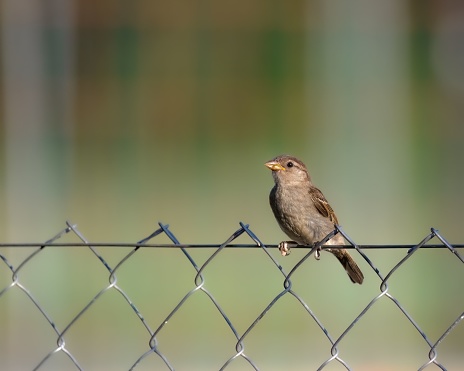 A closeup of a sparrow perched on a wire fence
