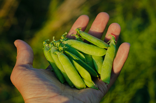 Pea pods in a man's hand. A farmer harvests legumes in the field. Green peas in pods on the palm of hand.