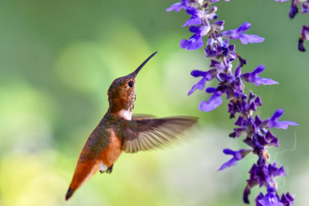 istock Beautiful hummingbird drinking nectar from purple flowers 1557567011