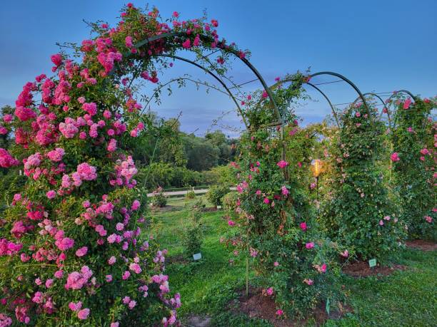 istock Roses arches in the Green garden 1557570246