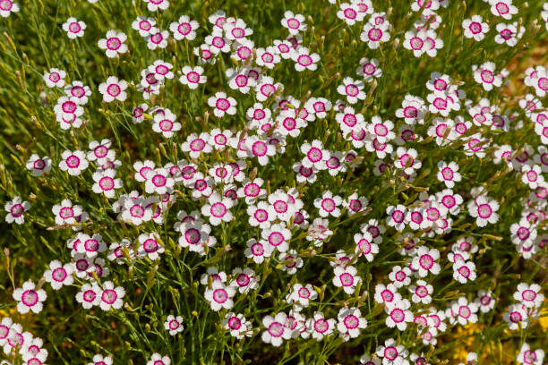 istock Background image - fresh garden carnation flowers 1557570252