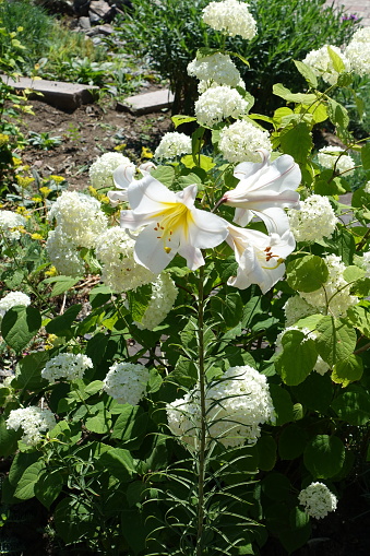 White trumpet-shaped flowers of regal lily in June