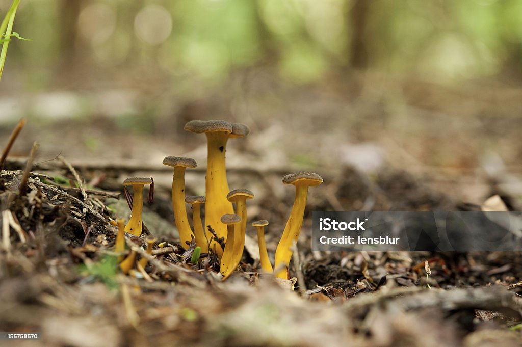 Craterellus tubaeformis-Pieprznik trąbkowy - Zbiór zdjęć royalty-free (Pieprznik trąbkowy)