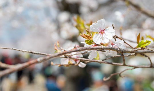 Cherry trees (sakura) in full bloom. Out-of-focus people enjoying the cherry blossom. Japan.