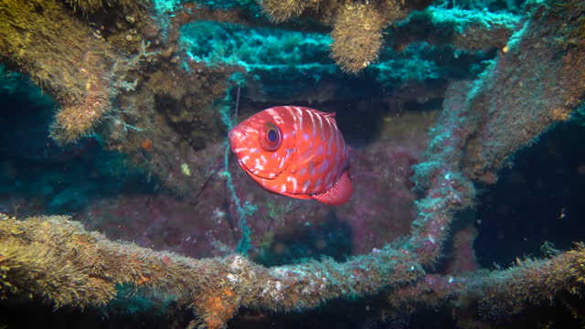 Unerwater world. Red fish close-up.
