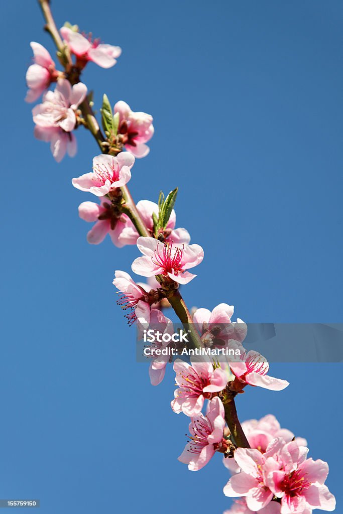 peach Blüten gegen blauen Himmel - Lizenzfrei Ast - Pflanzenbestandteil Stock-Foto