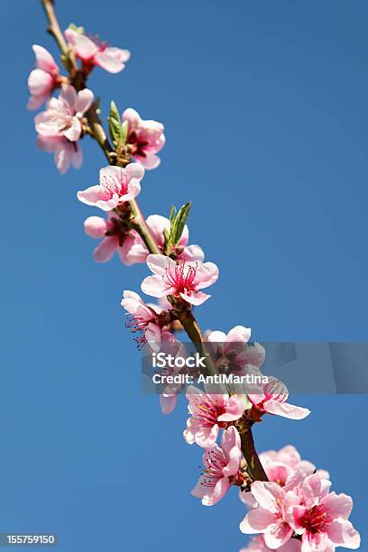 Peach Blüten Gegen Blauen Himmel Stockfoto und mehr Bilder von Ast - Pflanzenbestandteil - Ast - Pflanzenbestandteil, Bildschärfe, Blau