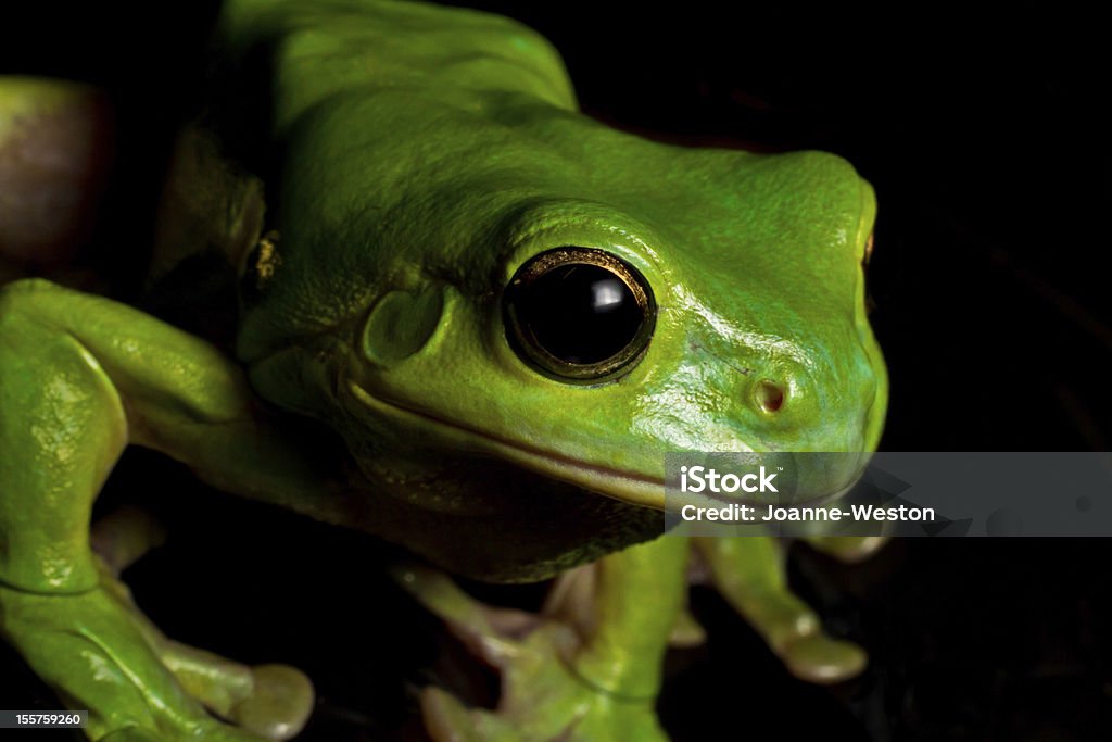 Gerade Laubfrosch - Lizenzfrei Australien Stock-Foto