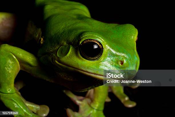 Gerade Laubfrosch Stockfoto und mehr Bilder von Australien - Australien, Schwarzer Hintergrund, Amphibie