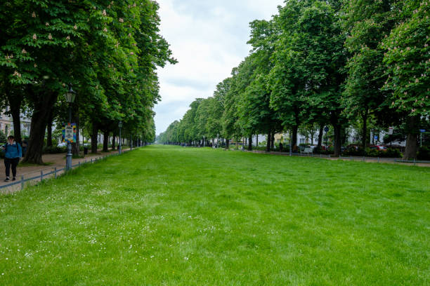 Düsseldorf, Germany, March 2024: Meadow with Crocus Flowers along the Rhine Promenade at Robert-Lehr-Ufer