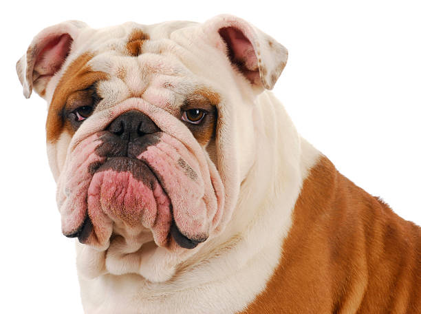 istock bulldog portrait 155762850